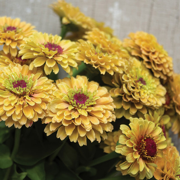 Zinnia ‘Queeny Lemon Peach’